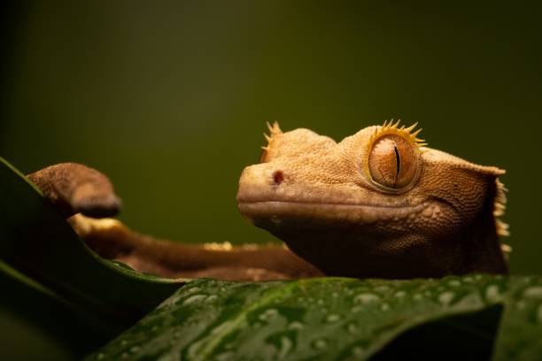 Can 2 Female Crested Geckos Live Together