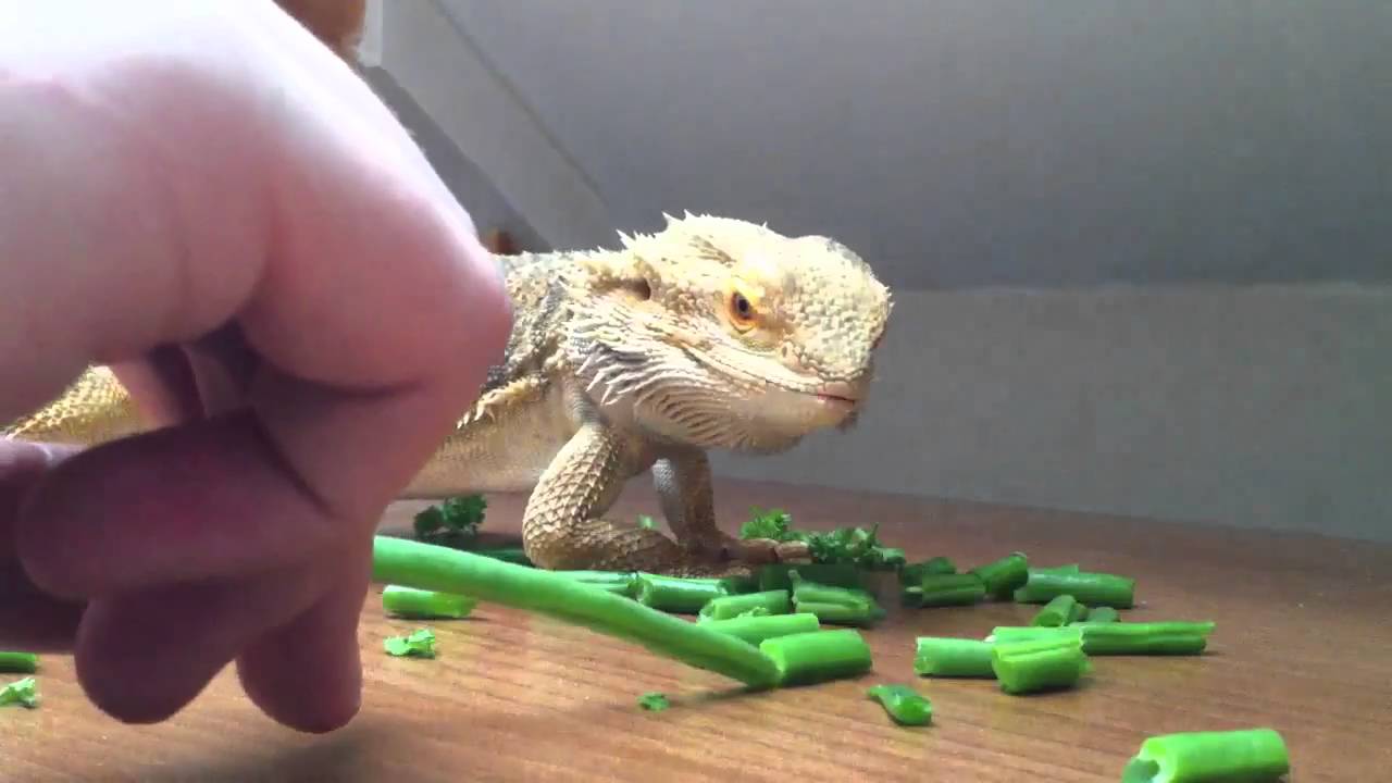 Can Bearded Dragon Eat Green Beans