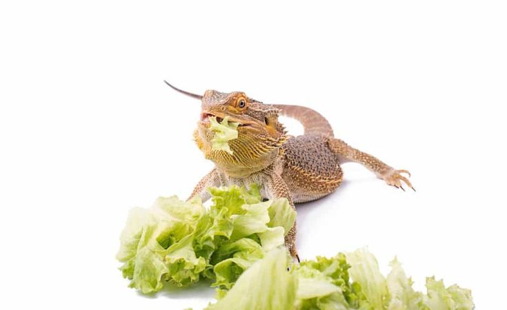 Can Bearded Dragons Eat Lettuce