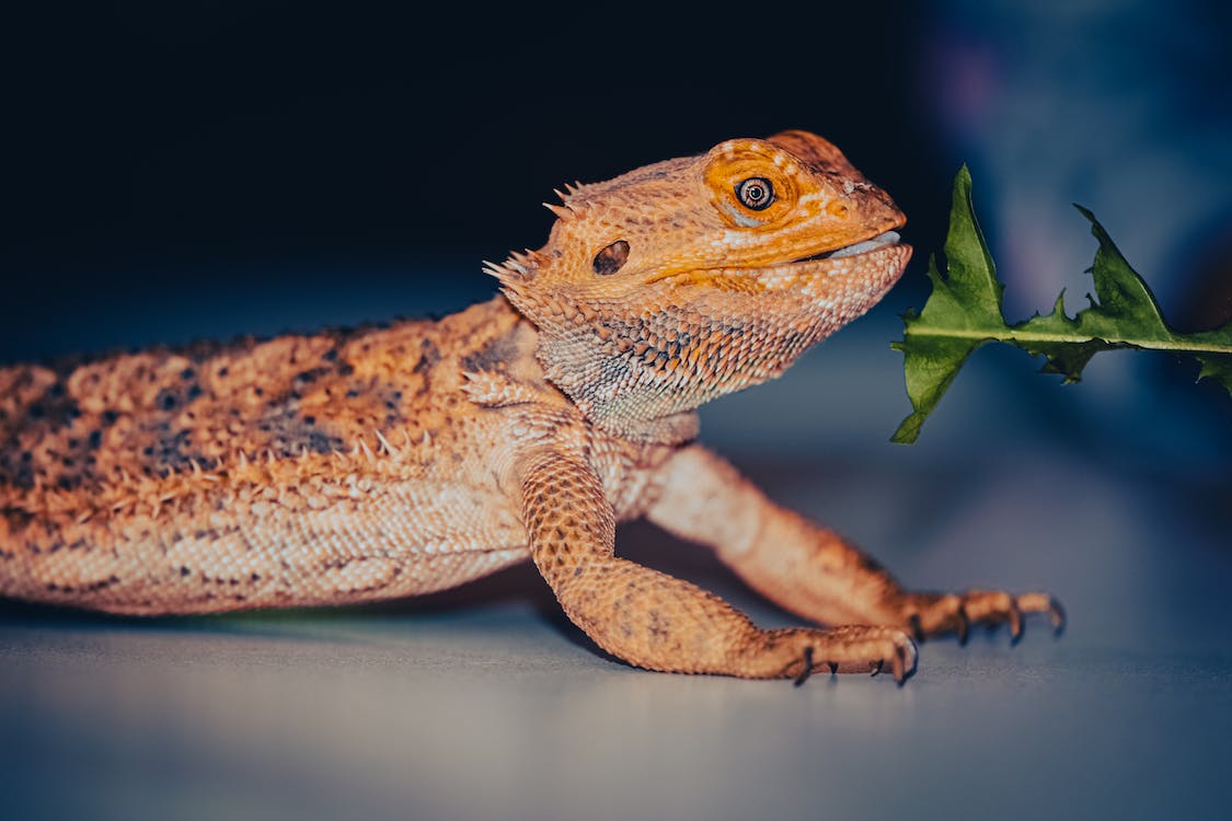 Can Bearded Dragons Eat Peas? Vet Answered