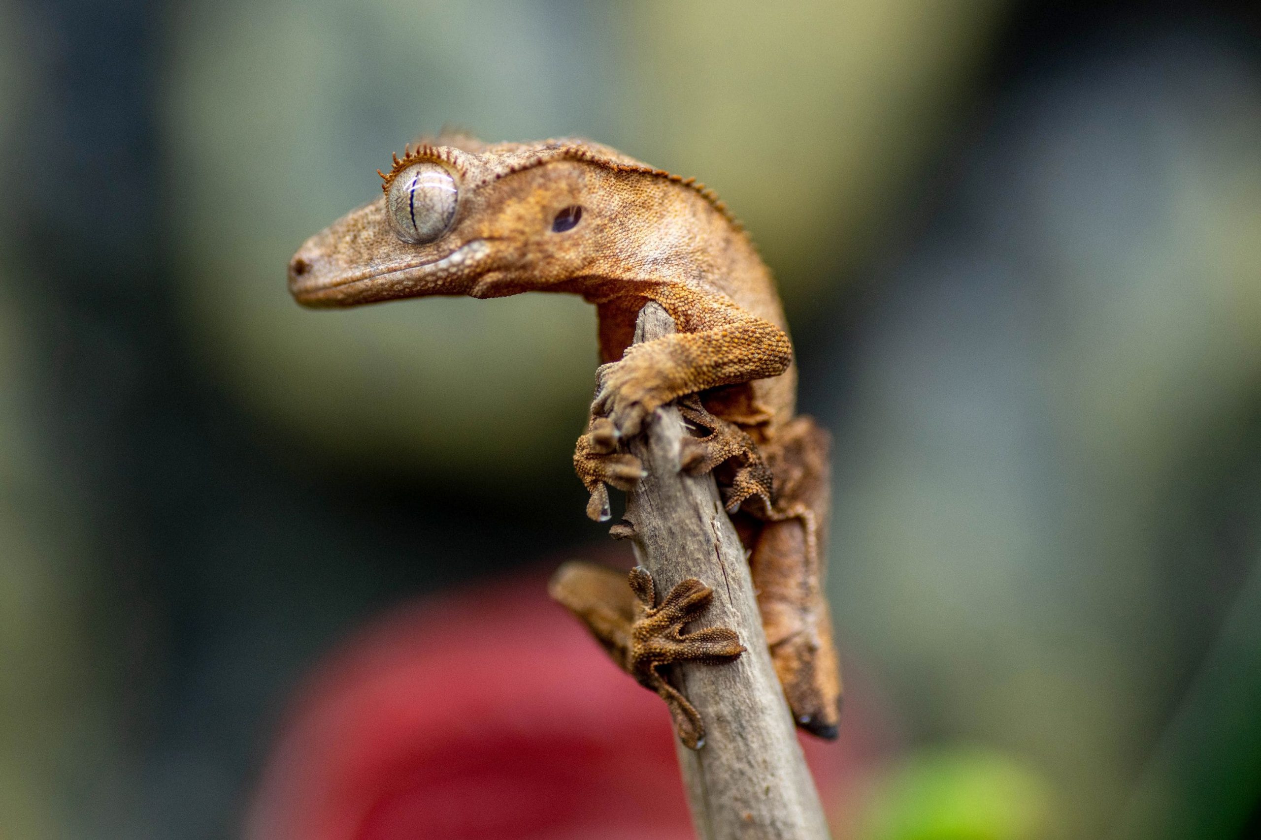 Can Crested Geckos Live Together
