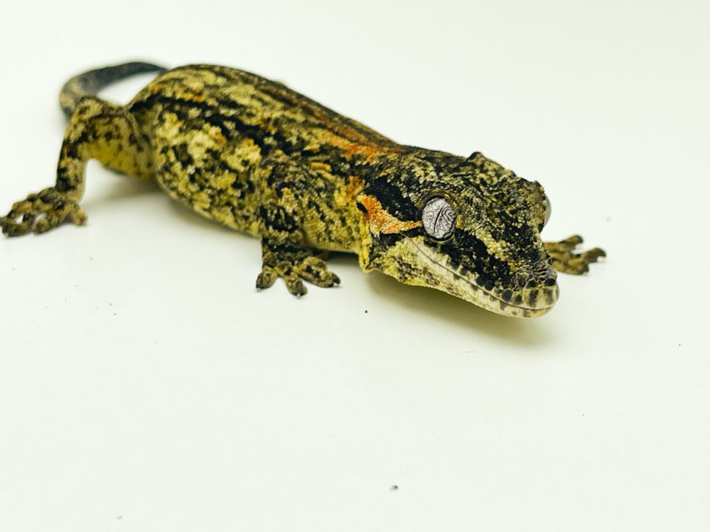 Can Gargoyle Geckos Eat Mealworms?