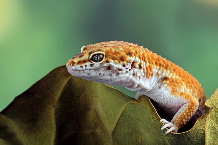 Can Leopard Geckos Live Together (Male, Female)
