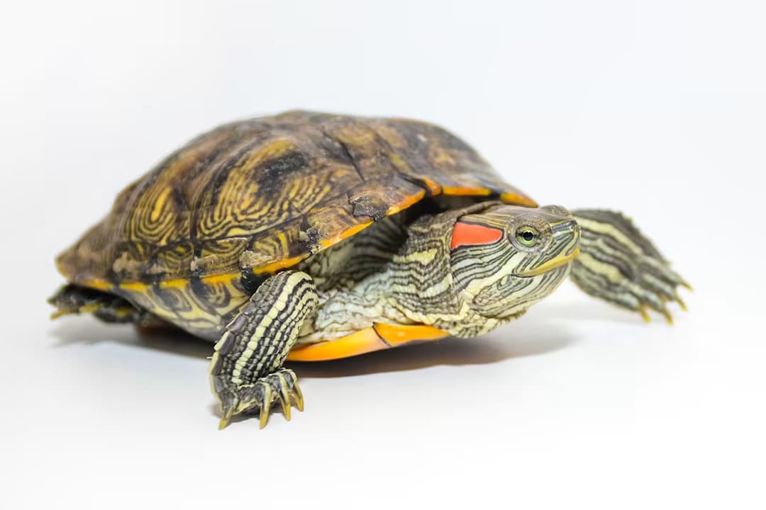 Can Red Eared Slider Turtles Eat Bananas?
