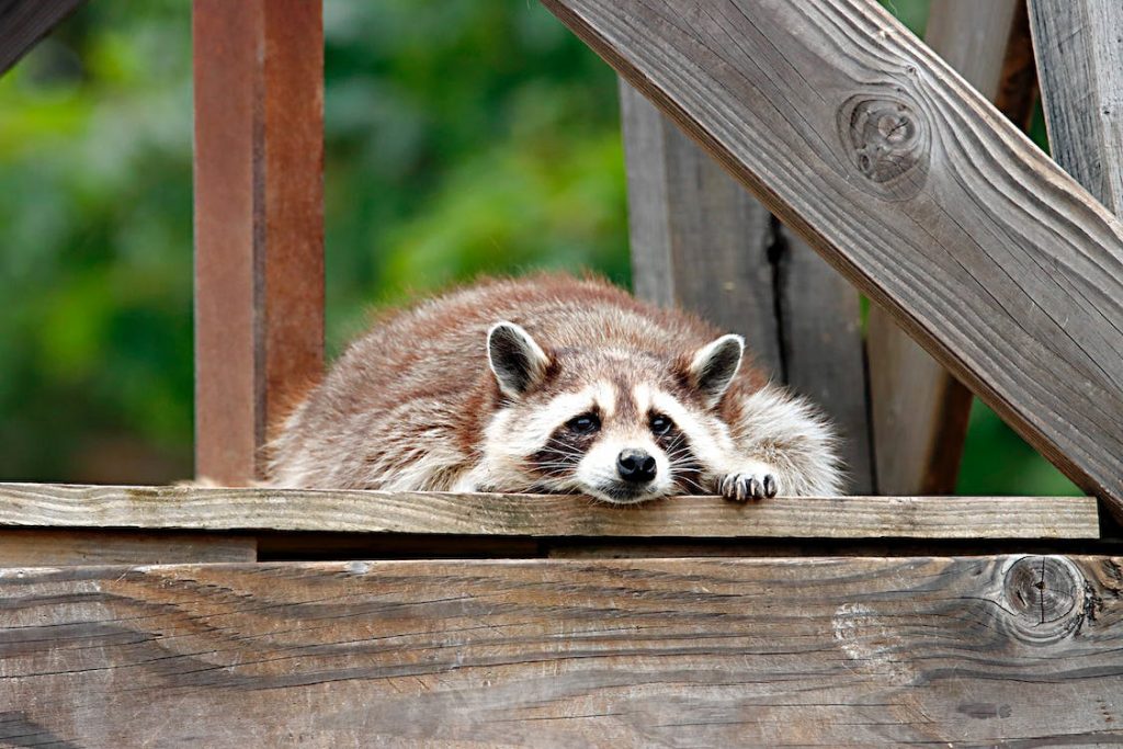 Racoon Lifespan How Long Do Raccoons Live YIHY
