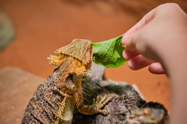 Can baby bearded dragons eat romaine lettuce