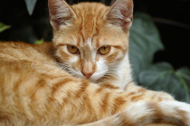 Cat Years to Human Years Calculator