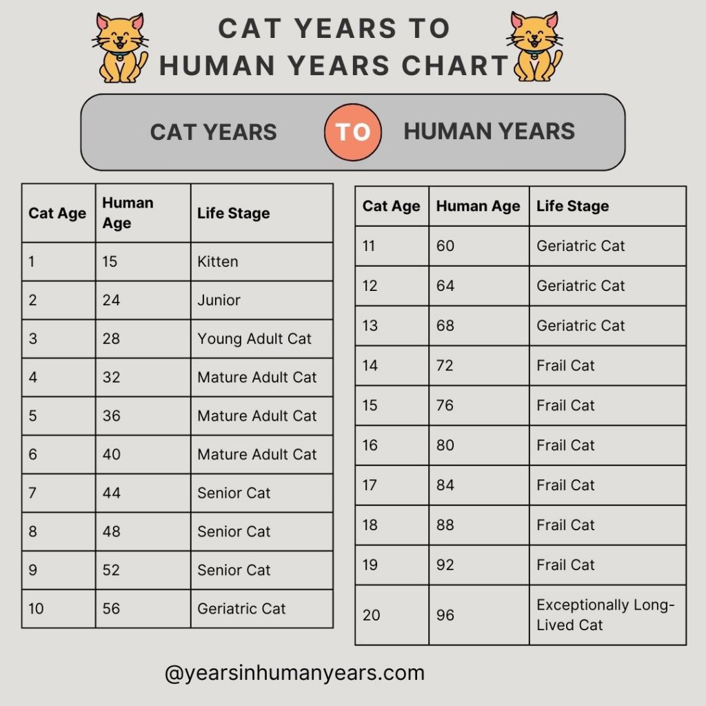 2 5 cat years in human years