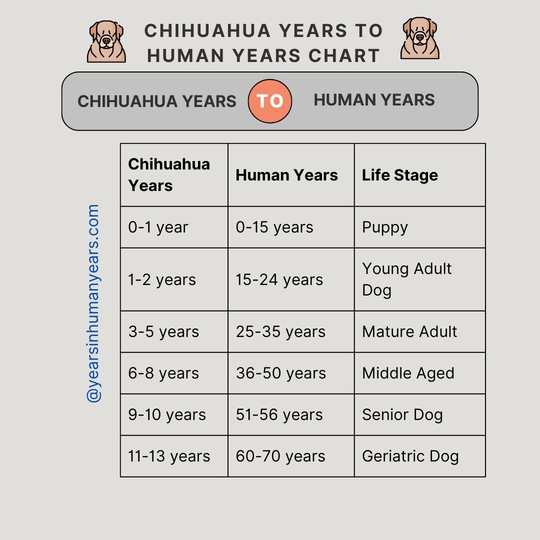 Chihuahua Age in Human Years (How Old is Chihuahua) - YIHY