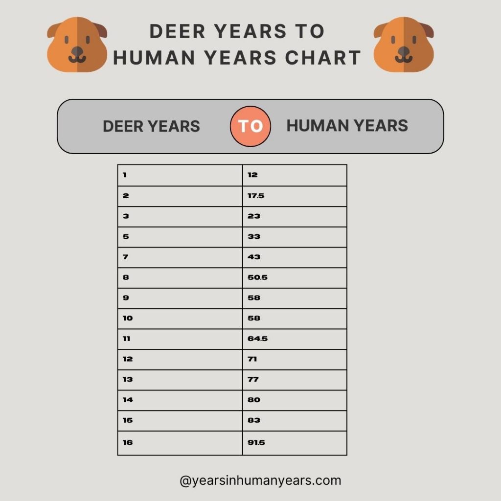 Deer Years to Human Years - Deer Age Calculator - YIHY