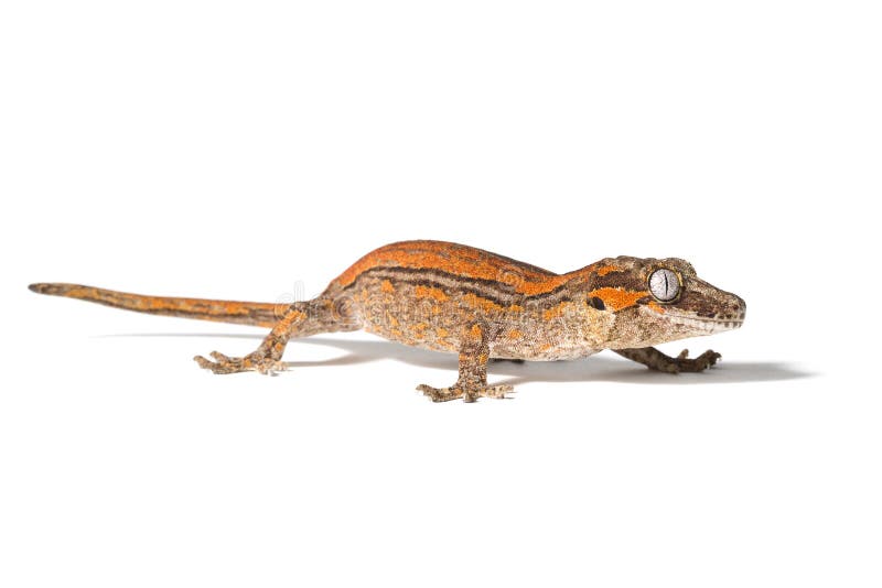 Do Gargoyle Geckos Need to Eat Insects
