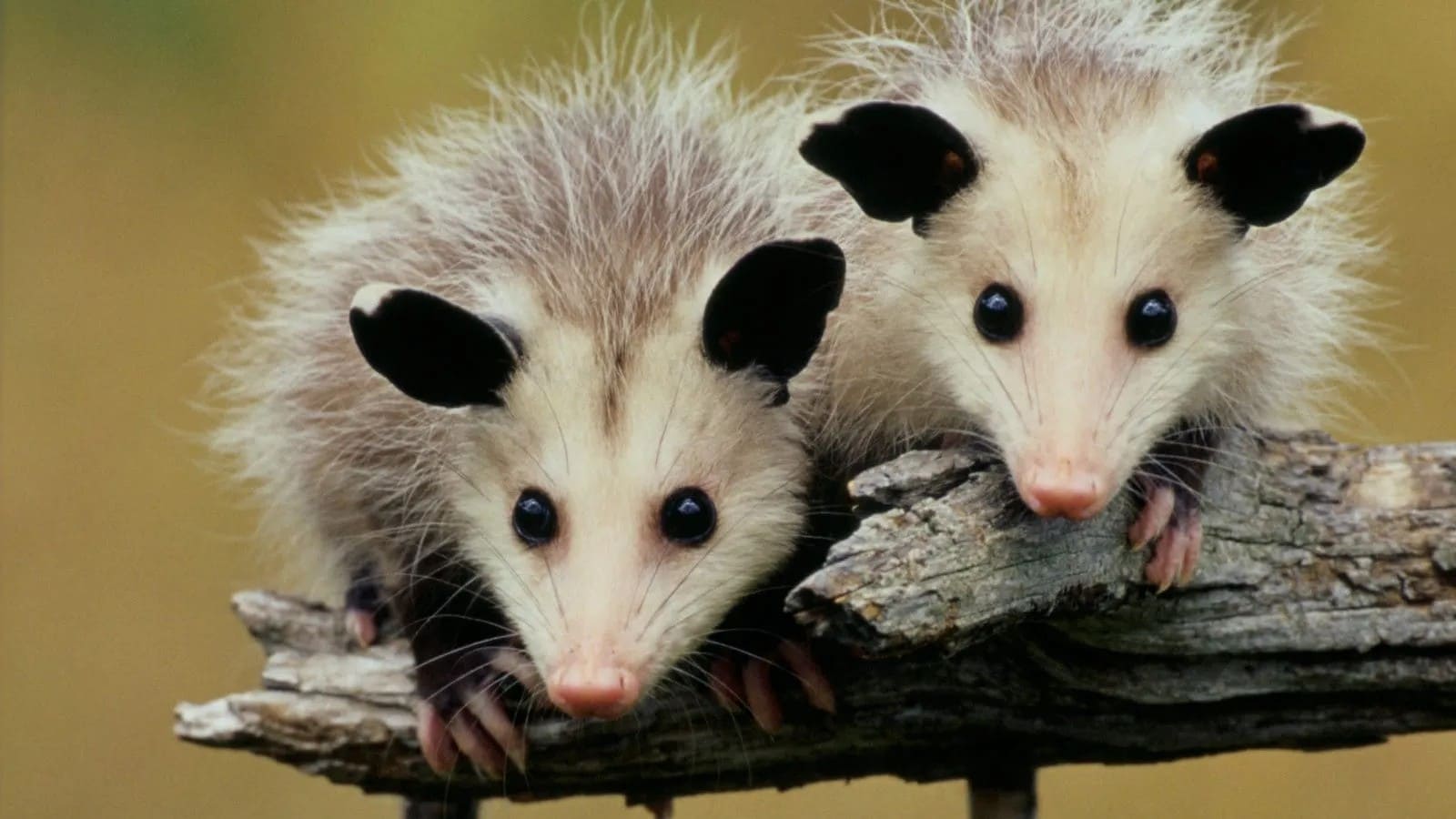Do Possums Hibernate in the Winter?