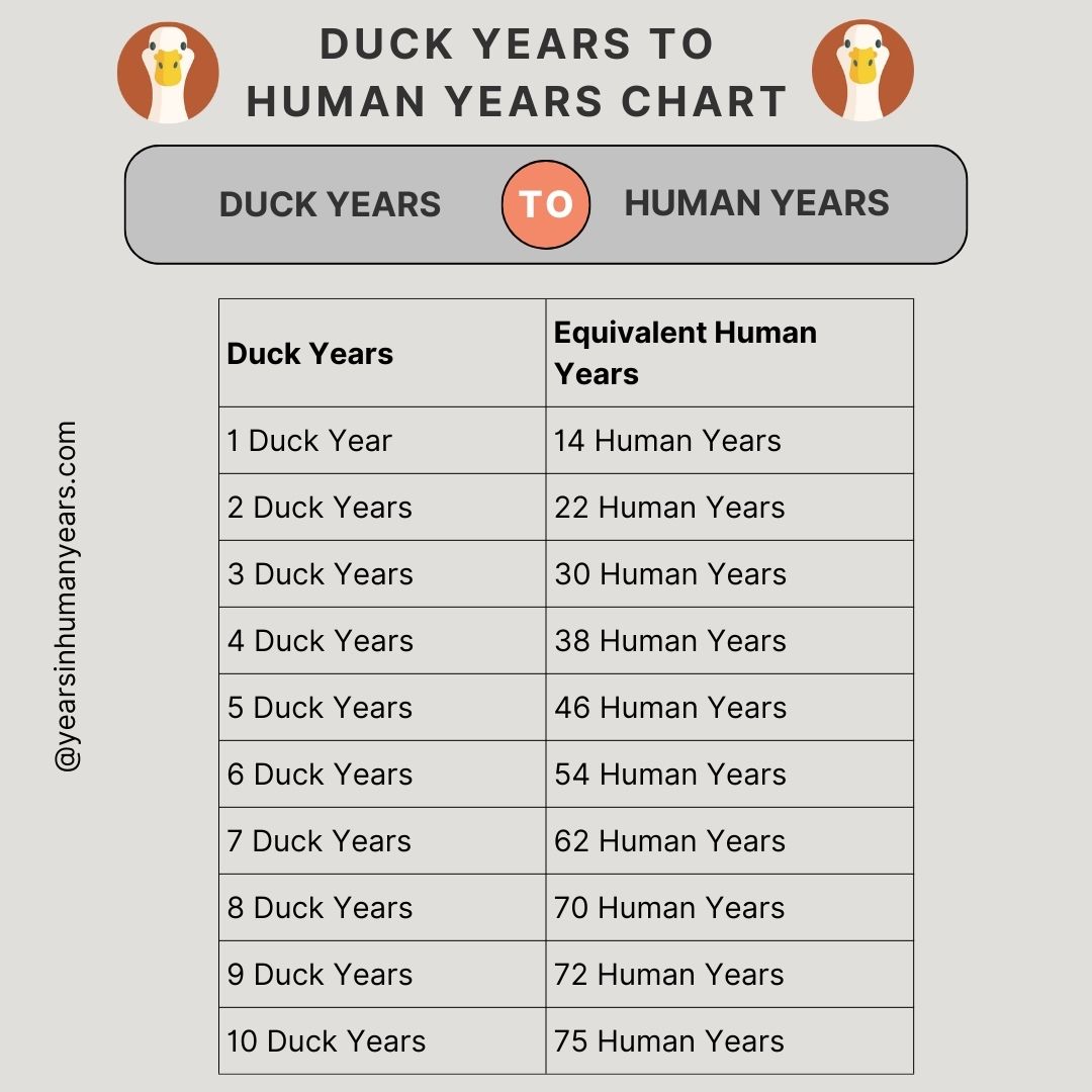 Duck Years to Human Years Duck Age Calculator YIHY