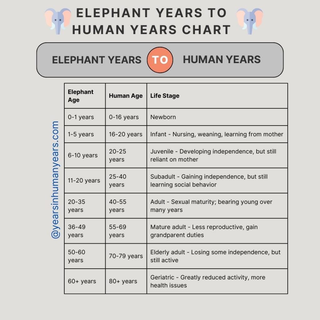 Elephant Years to Human Years - Translate Elephant Lifespan - YIHY