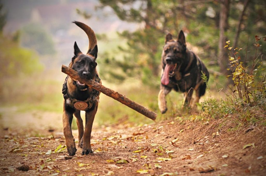 German Shepherd Age in Human Years Calculator