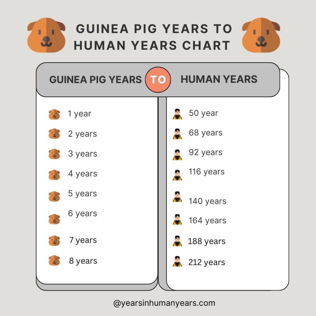 Guinea Pig Years to Human Years Guinea Pigs Age Calculator YIHY