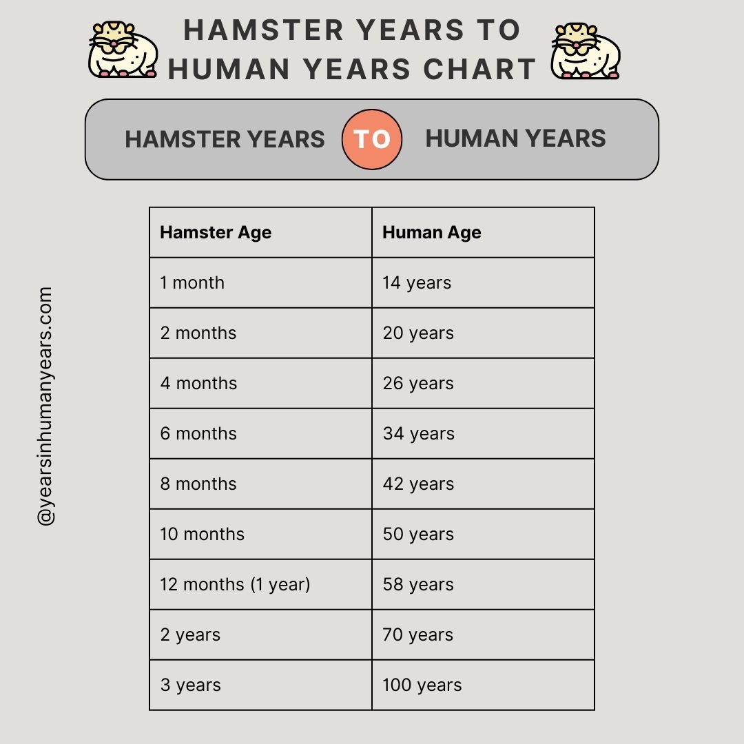 Hamster Years to Human Years - Hamster Age Calculator Chart - YIHY