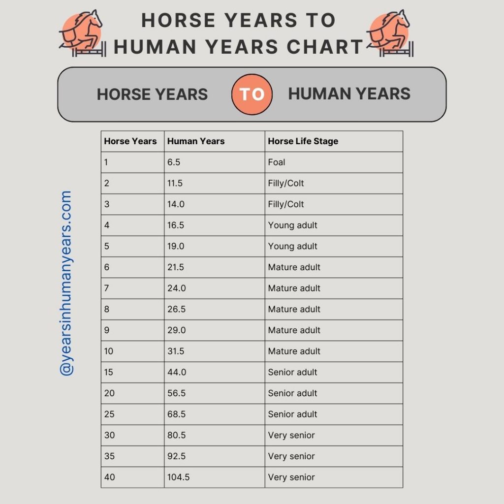 Horse Years to Human Years (Calculator, Age Chart) YIHY