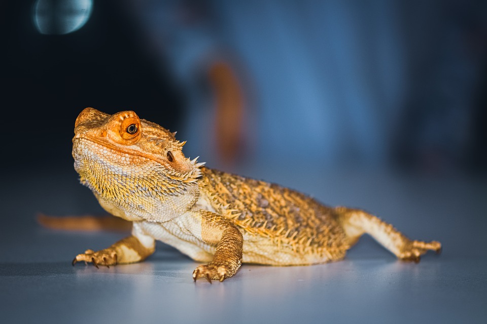 How Can You Tell the Age of a Bearded Dragon