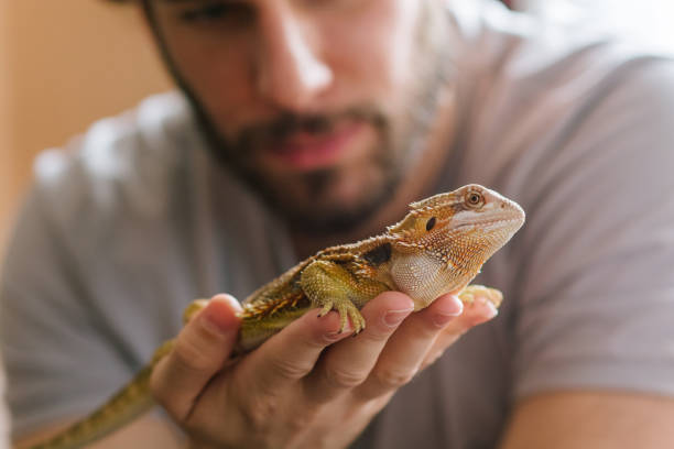 How Often Can Bearded Dragons Eat Green Beans