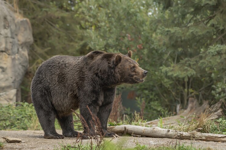 How to Calculate a Bear Age in Human Years