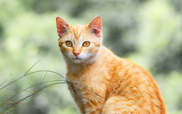 How to Convert Cat Age in Human Years