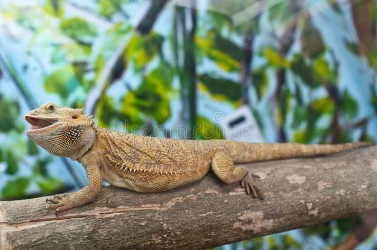 How to Prepare Green Beans for Bearded Dragon