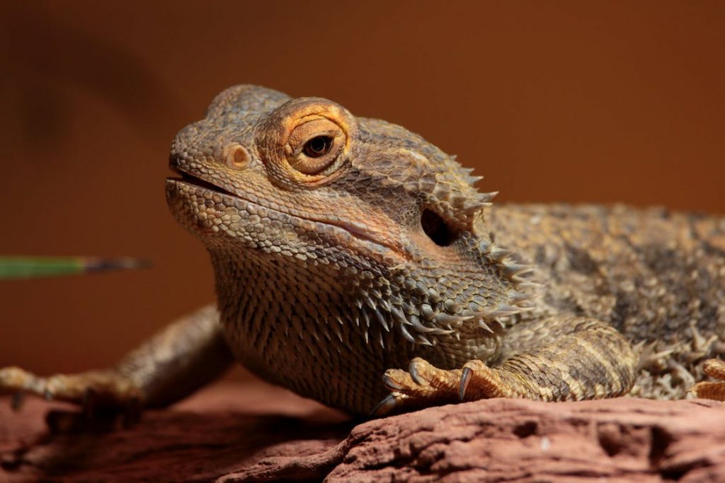 Can Bearded Dragons Eat Peas? Vet Answered YIHY