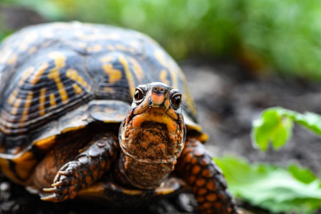 How to Tell a Turtles Age (7 Methods) - YIHY