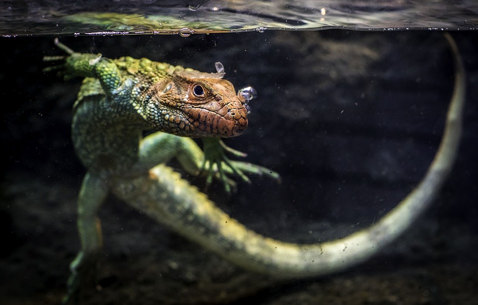 How Can You Tell the Age of a Bearded Dragon? (5 Methods) Age Chart YIHY