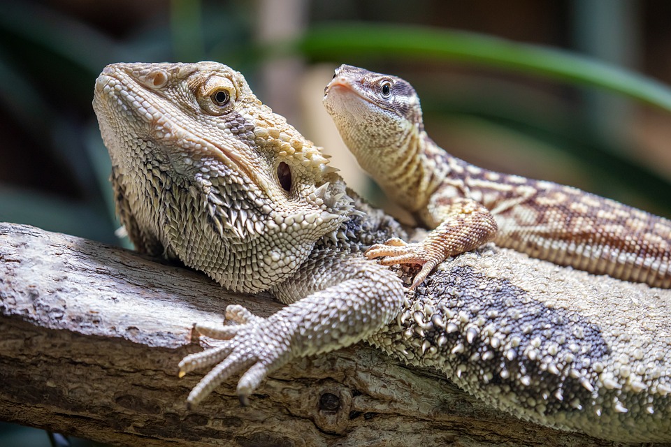 Know How Old Your Bearded Dragon is By Weight