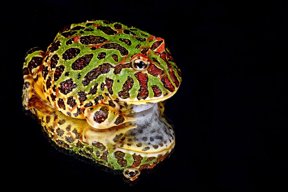 Pacman Frog Lifespan in Captivity