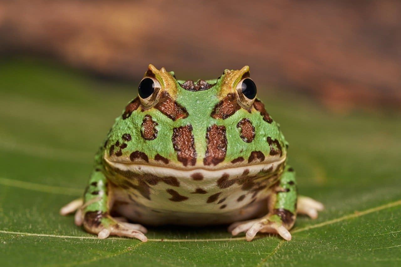 Pacman Frog Lifespan