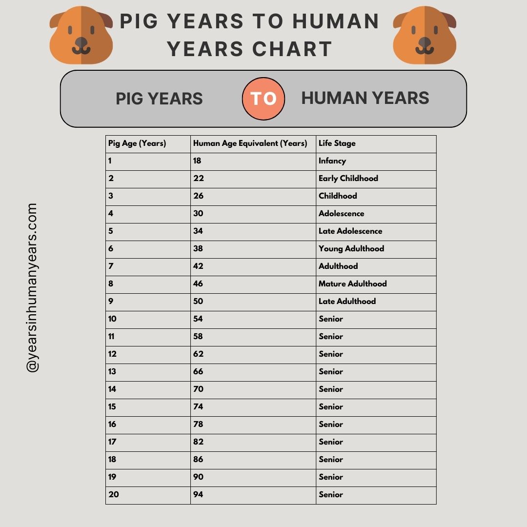 Pig Years to Human Years - Pig Age Calculator - YIHY