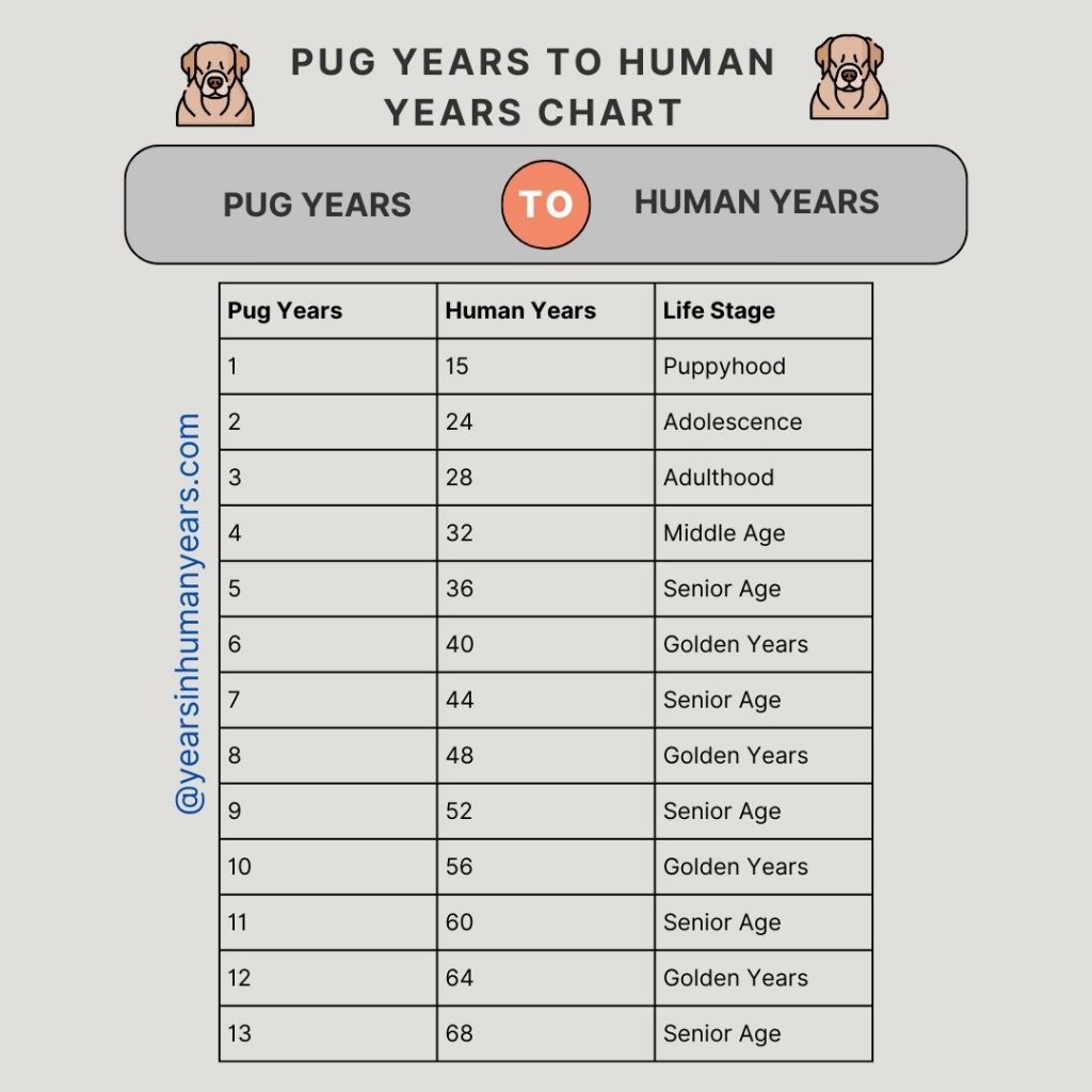 Pug Years to Human Years (Lifespan in Human Years) - YIHY