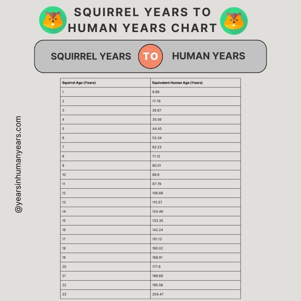 Squirrel Years to Human Years Squirrel Age Calculator YIHY