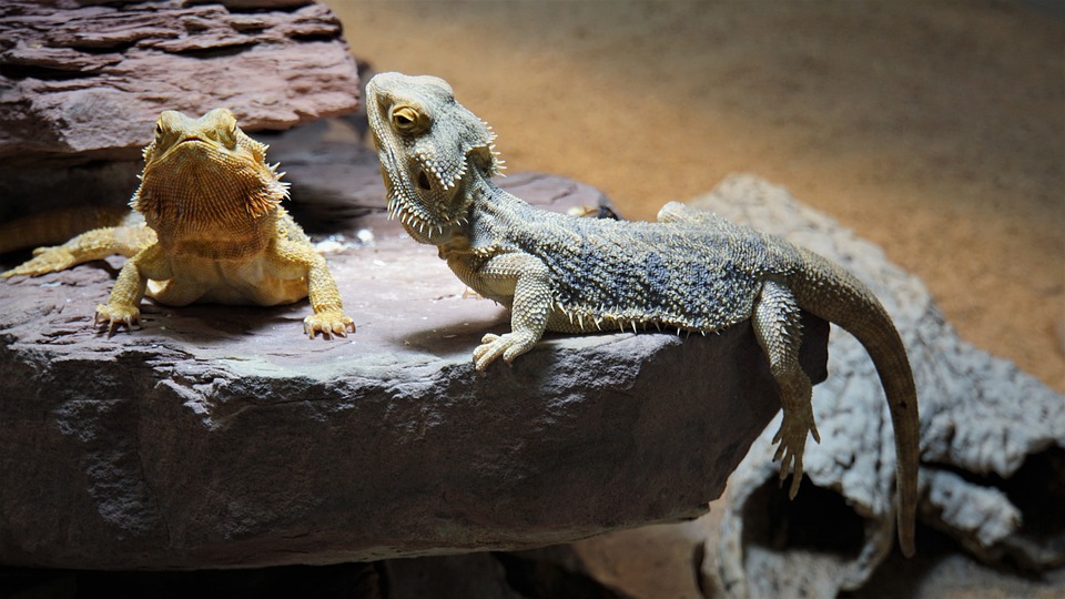 How Can You Tell the Age of a Bearded Dragon? (5 Methods) Age Chart YIHY