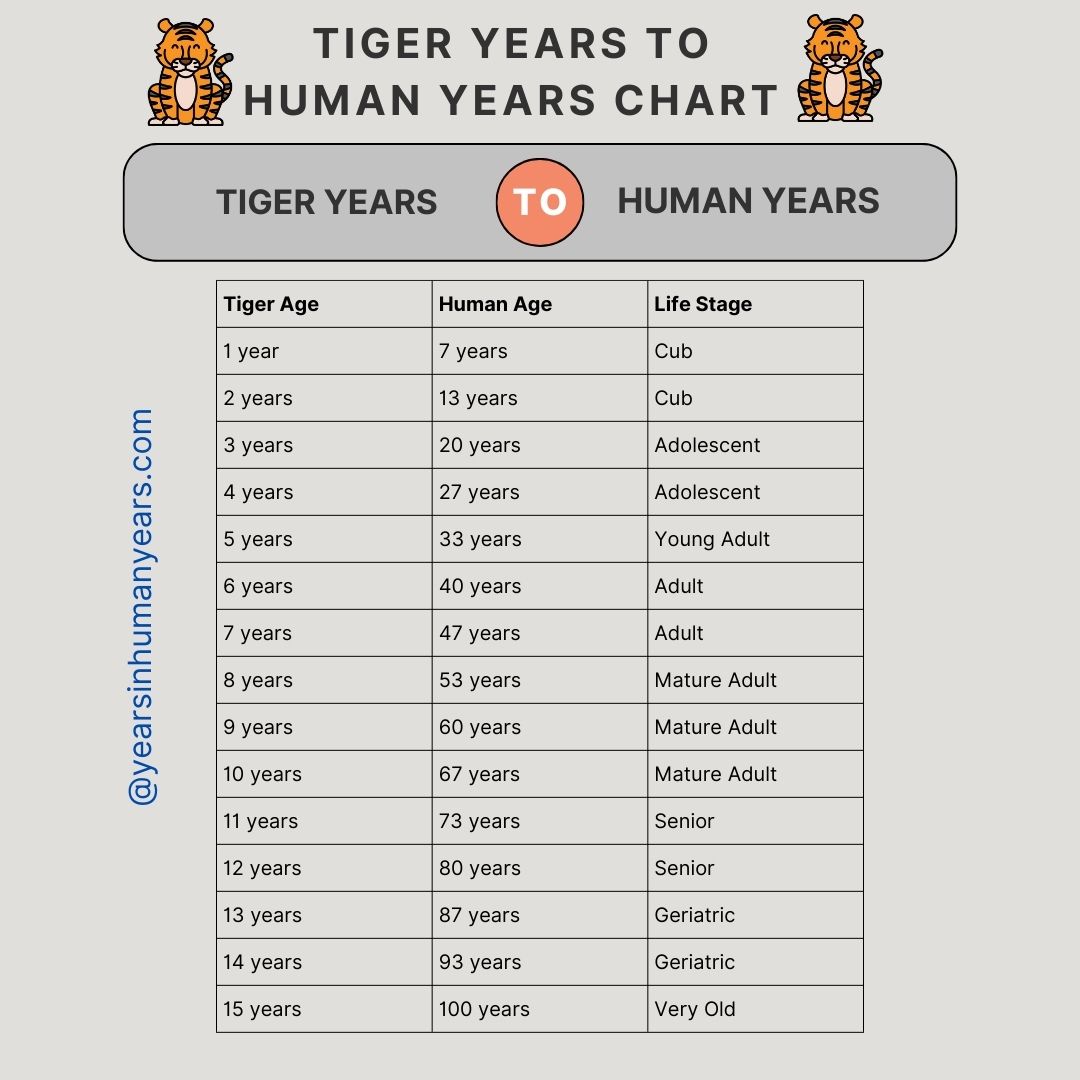 Tiger Years to Human Years (Calculator, Chart, Age) YIHY