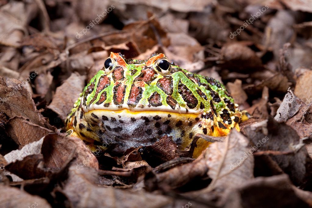 Pacman Frog Lifespan - How Long Do Pacman Frogs Live For - YIHY