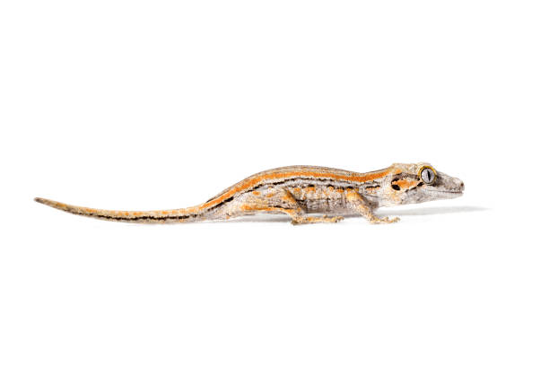 What Worms Gargoyle Geckos Can Eat