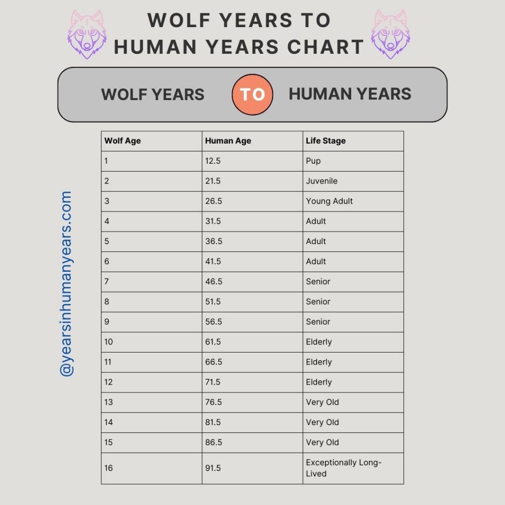 Wolf Years to Human Years (Calculator, Age, Chart) YIHY