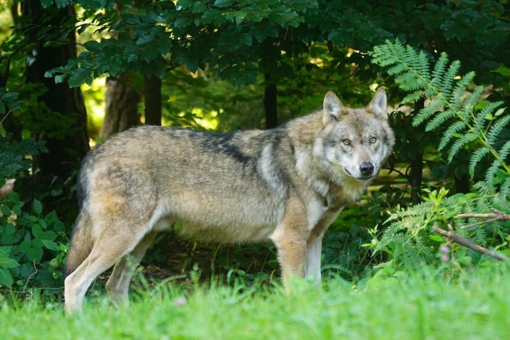 Wolf Years to Human Years Calculator