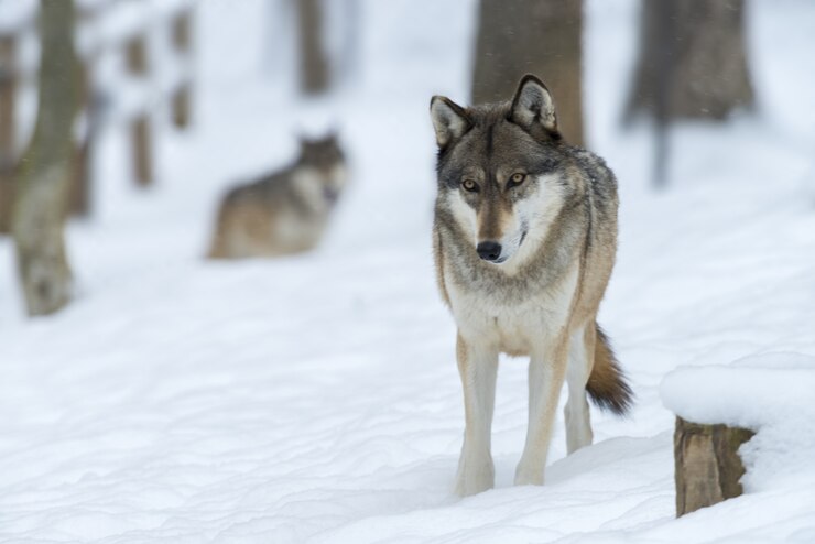 Wolves Life Stages