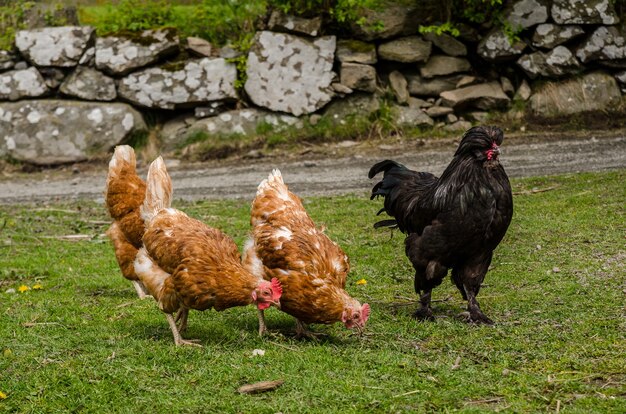 can-chickens-eat-graham-crackers-are-they-safe-yihy
