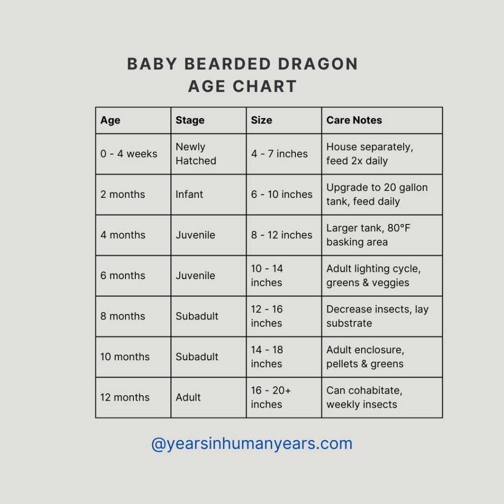 Bearded Dragon Age Chart (Size, Weight, Growth) - YIHY