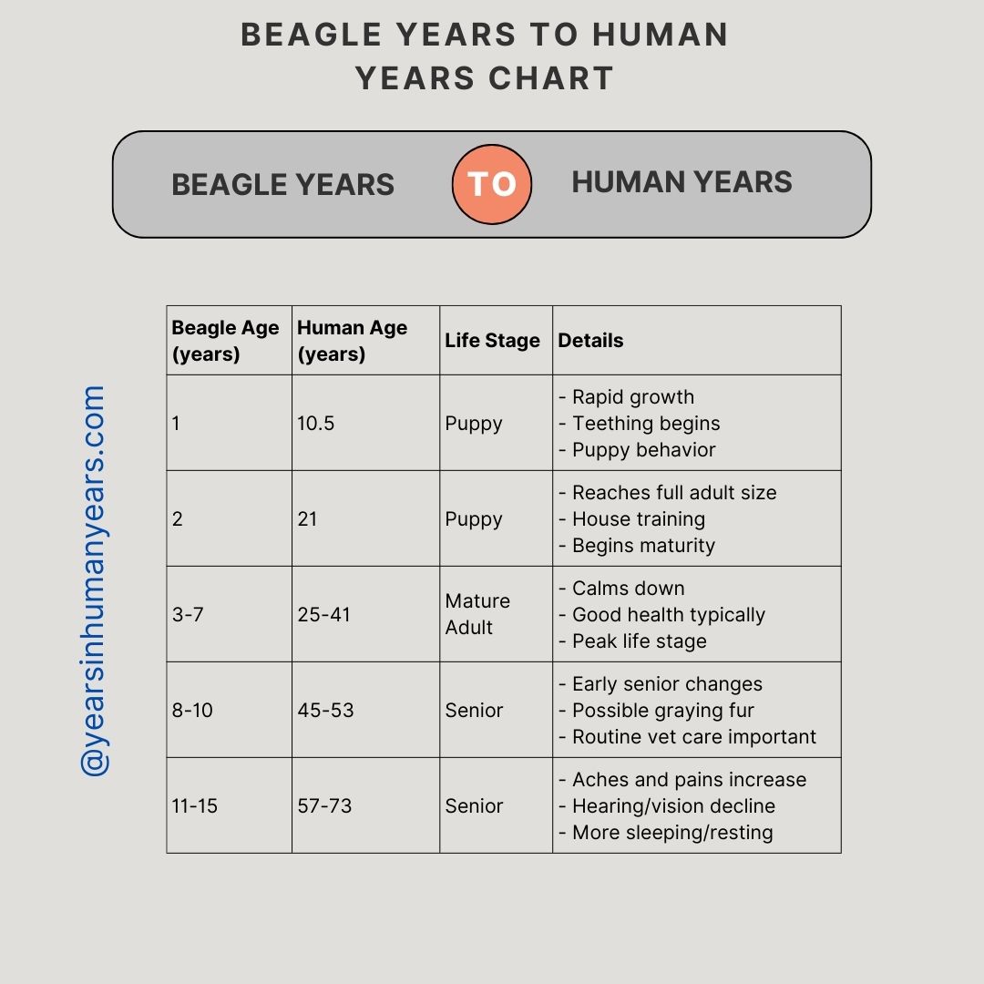 Beagle Years to Human Years (Age in Human Years) YIHY