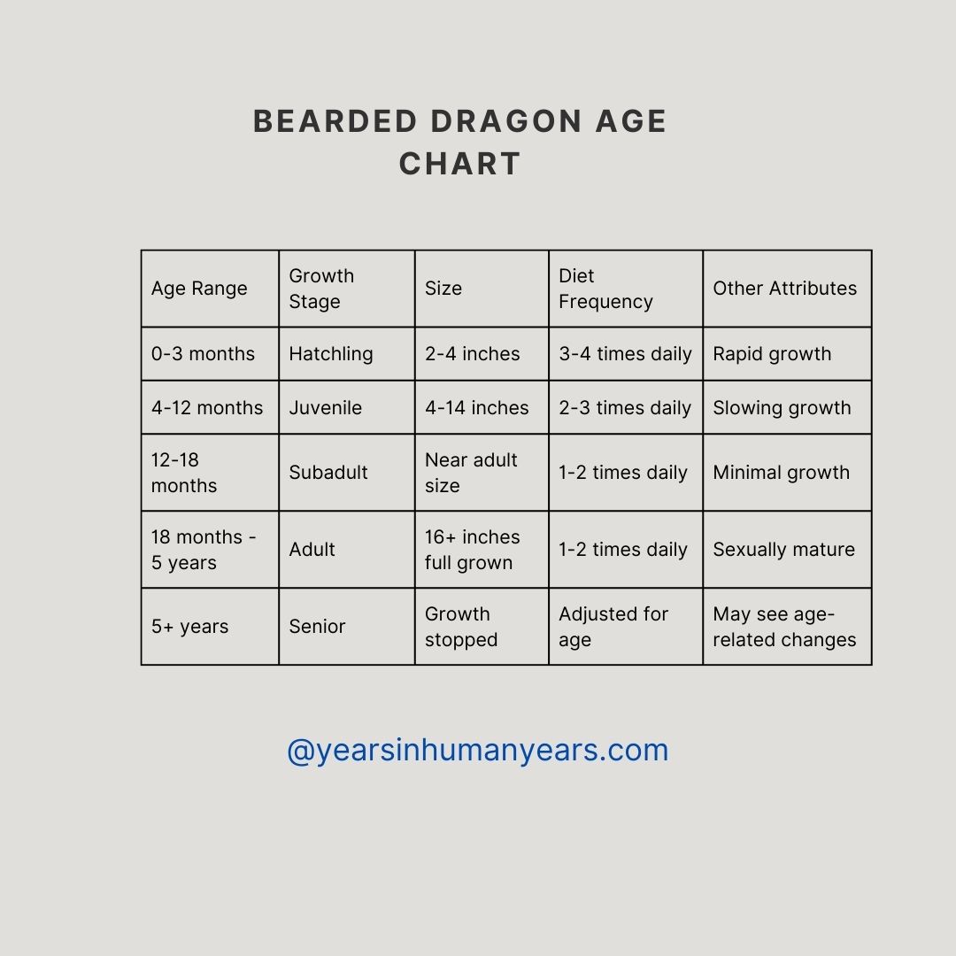 Bearded Dragon Age Chart (Size, Weight, Growth) - YIHY