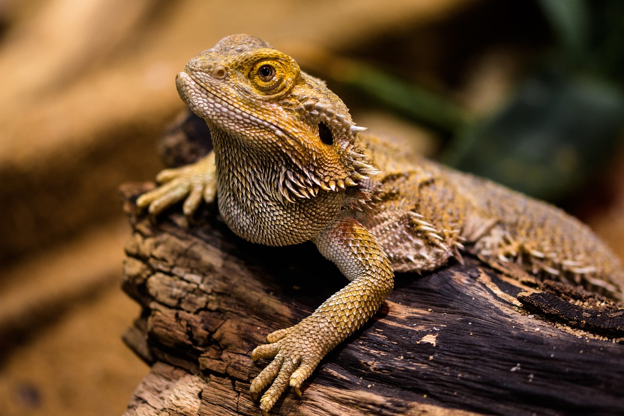 Bearded Dragon Age Chart (Size, Weight, Growth)