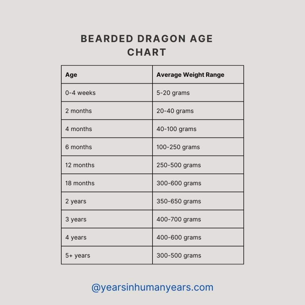 Bearded Dragon Age Chart Size Weight Growth Yihy