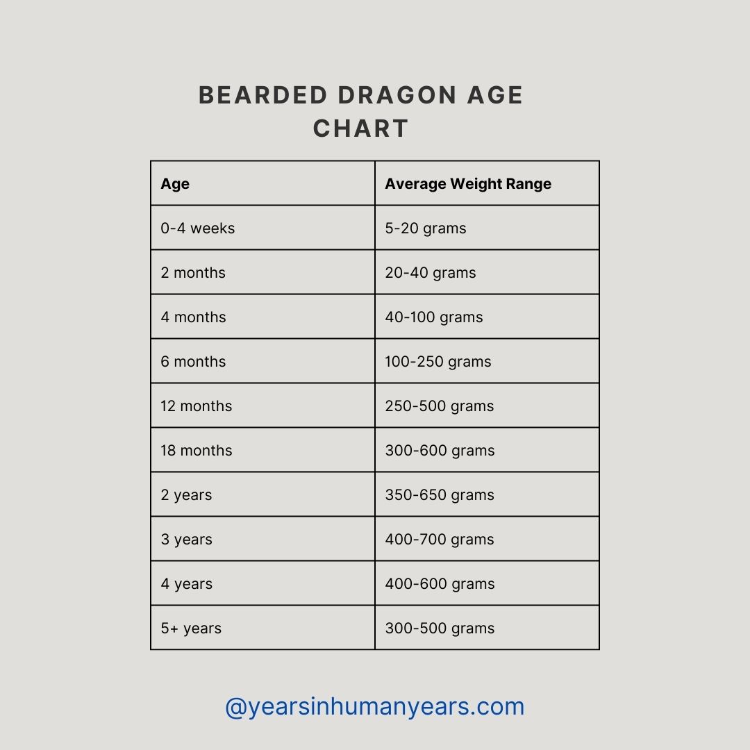 Bearded Dragon Age Chart (Size, Weight, Growth) YIHY